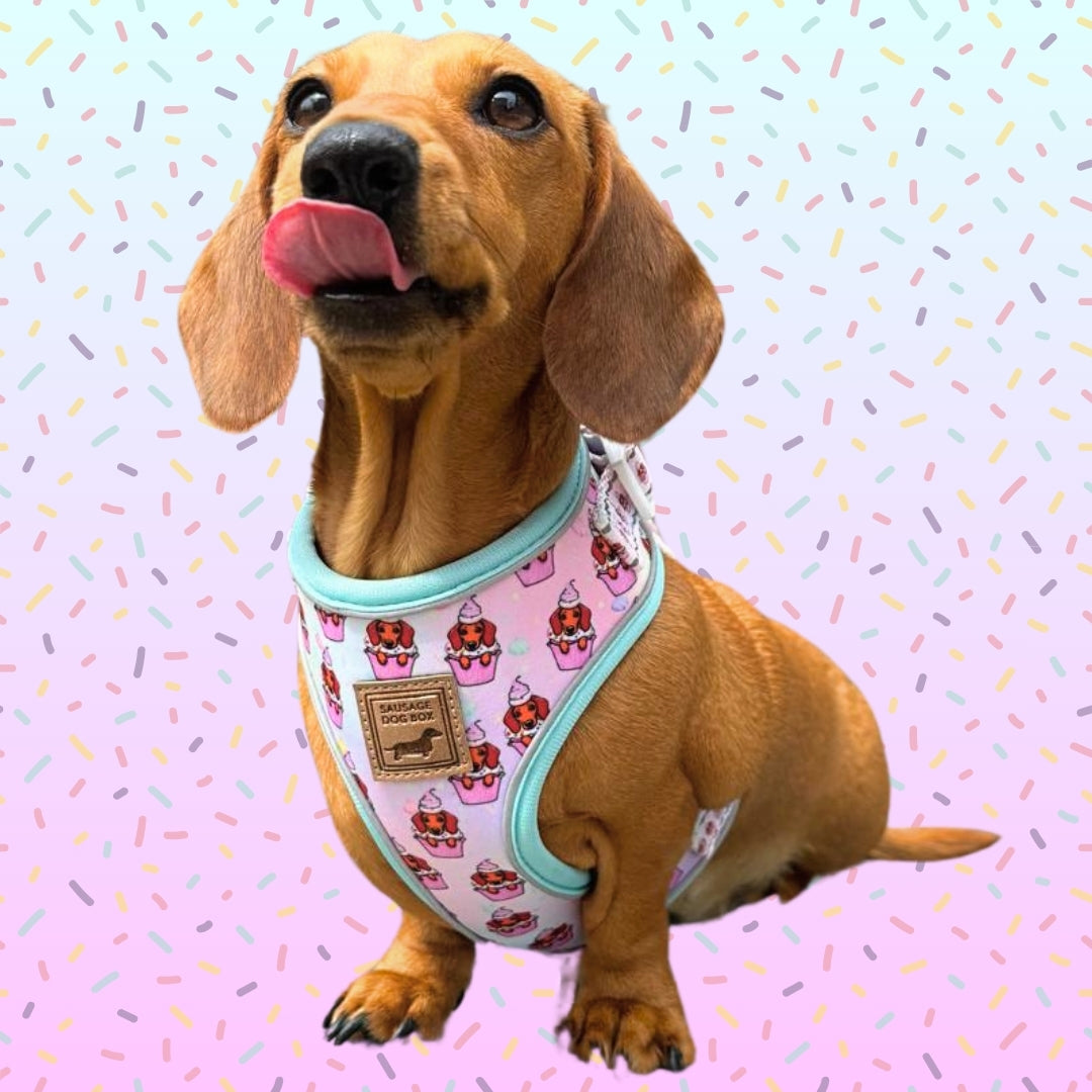 A Dach Of Sweetness Anti-Rub Dachshund Harness - Sausage Dog Box