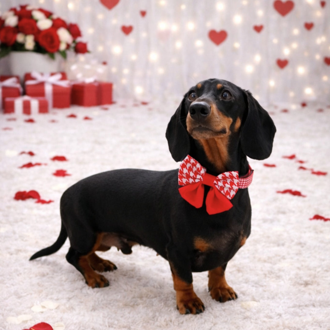 Red Houndstooth Sailor Bow for Dachshunds