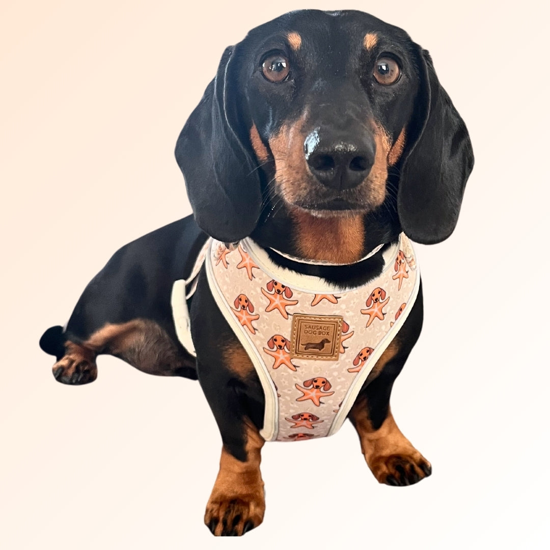 Anti-Rub Dachshund Harness - Ahoy Star Sausage