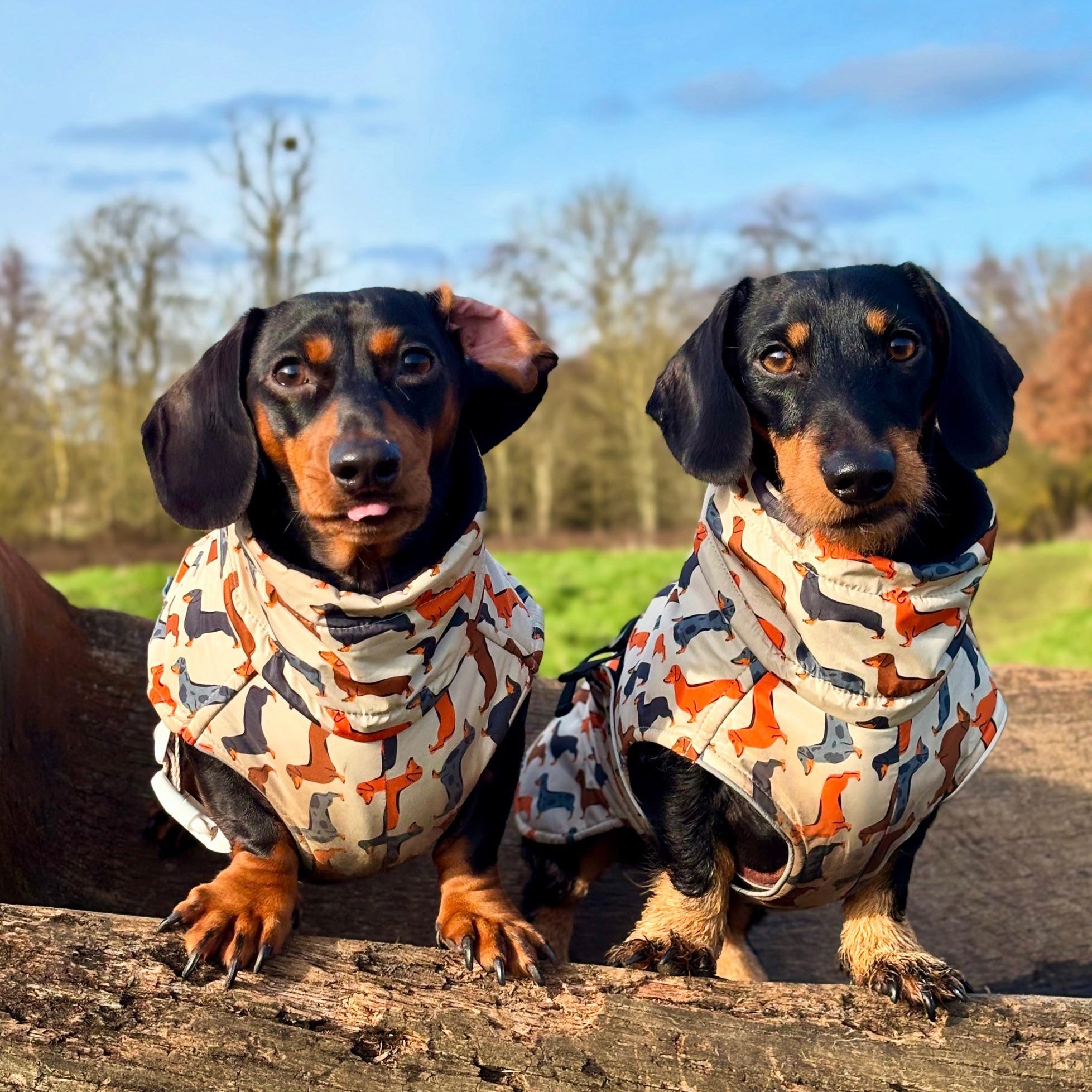 Beige Sophisticated Sausage Waterproof Polartec Fleece Dachshund Dog Coat
