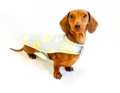Sausage Dog Box Dachshund Designer Daisy Jacket Coat