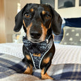 Load image into Gallery viewer, Twilight Doxie Sausage Dog Anti-Rub Harness
