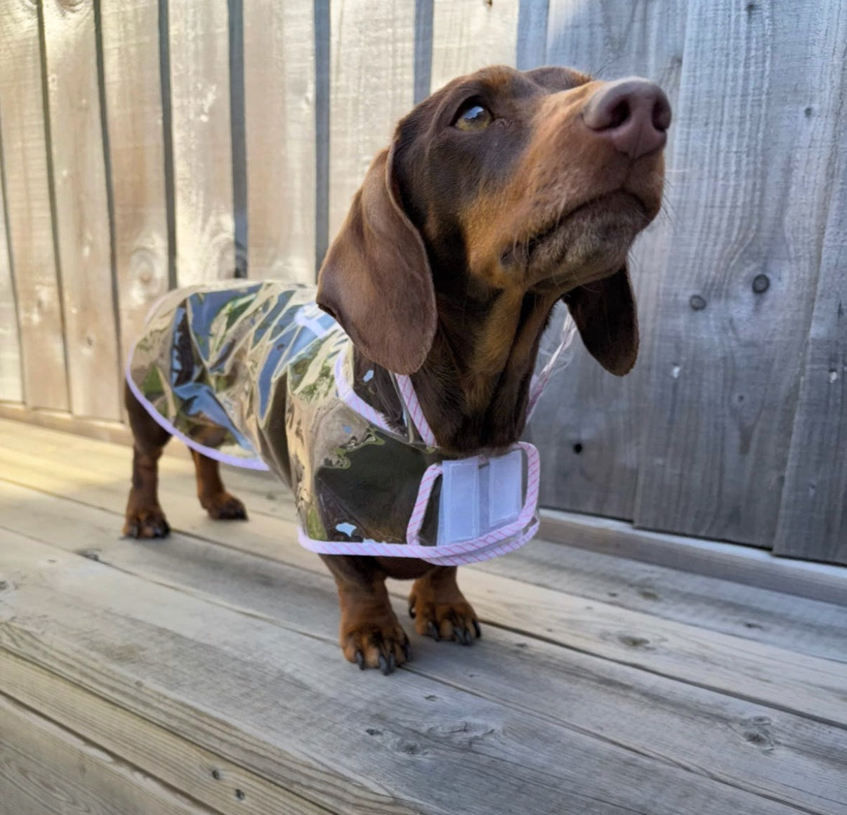 Pink Starburst Dachshund Naked Waterproof Rain Mac/Coat With Hood