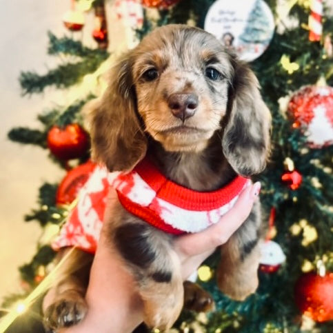 Red ‘Oh Deer’ Sausage Dog Box Puppy Pj Jumper
