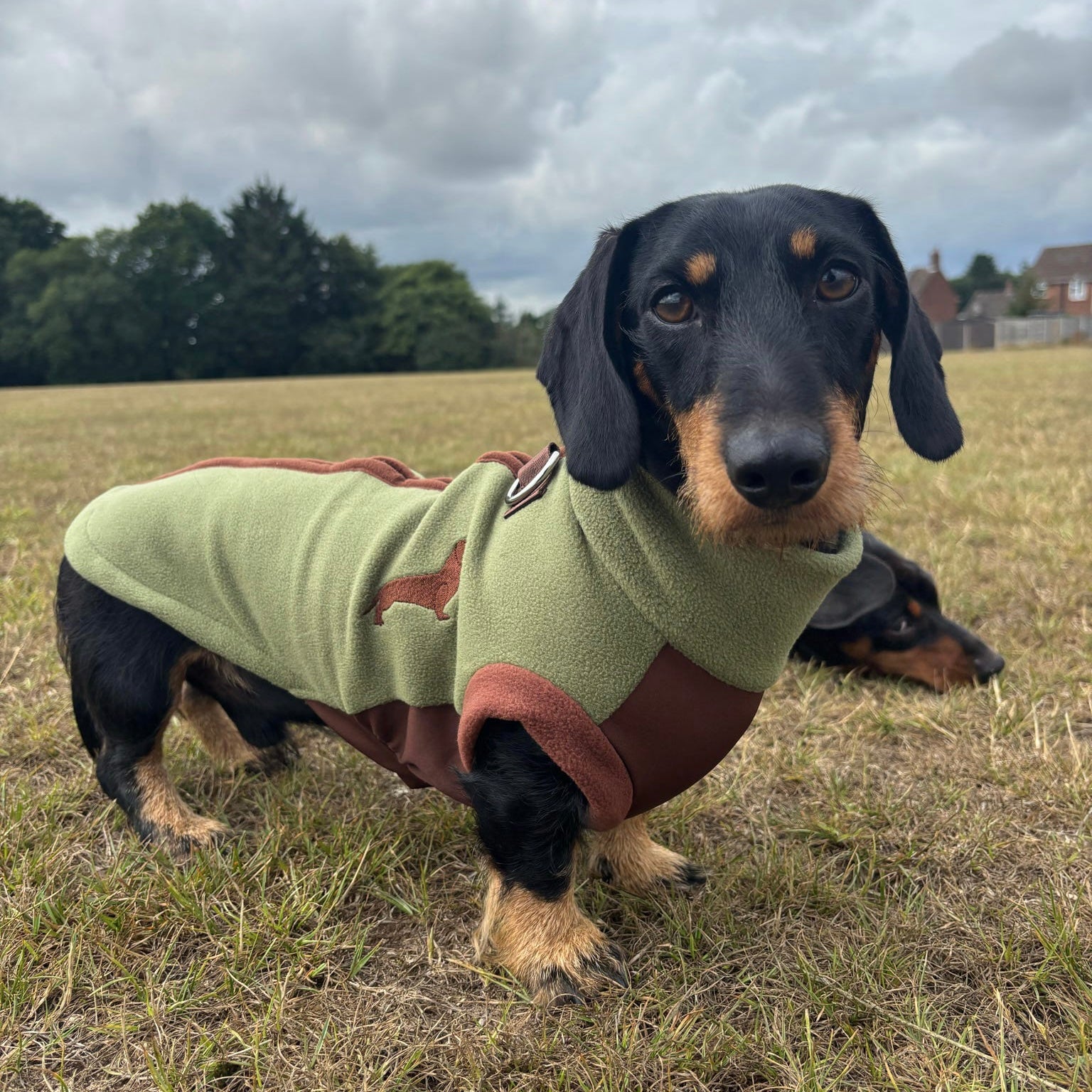 Pistachio Waterproof Dachshund Harness Fleece | DoxieDri by Sausage Dog Box