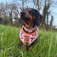 Load image into Gallery viewer, Howdy Cowgirl Pink Cow Dachshund Dog Harness AntiRub & Adjustable
