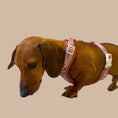 Load image into Gallery viewer, Pink Sophisticated Sausage Dachshund Anti-Rub Harness
