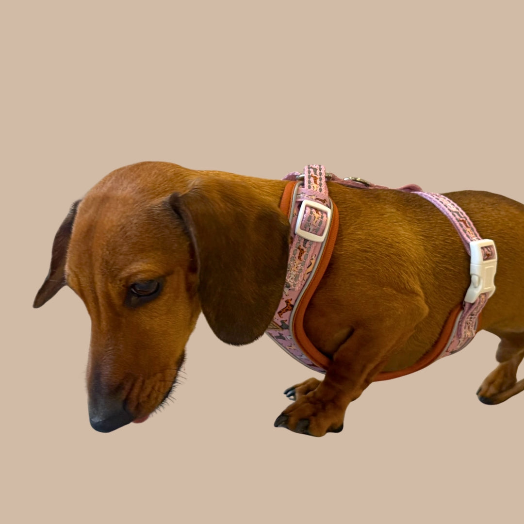 Pink Sophisticated Sausage Dachshund Anti-Rub Harness