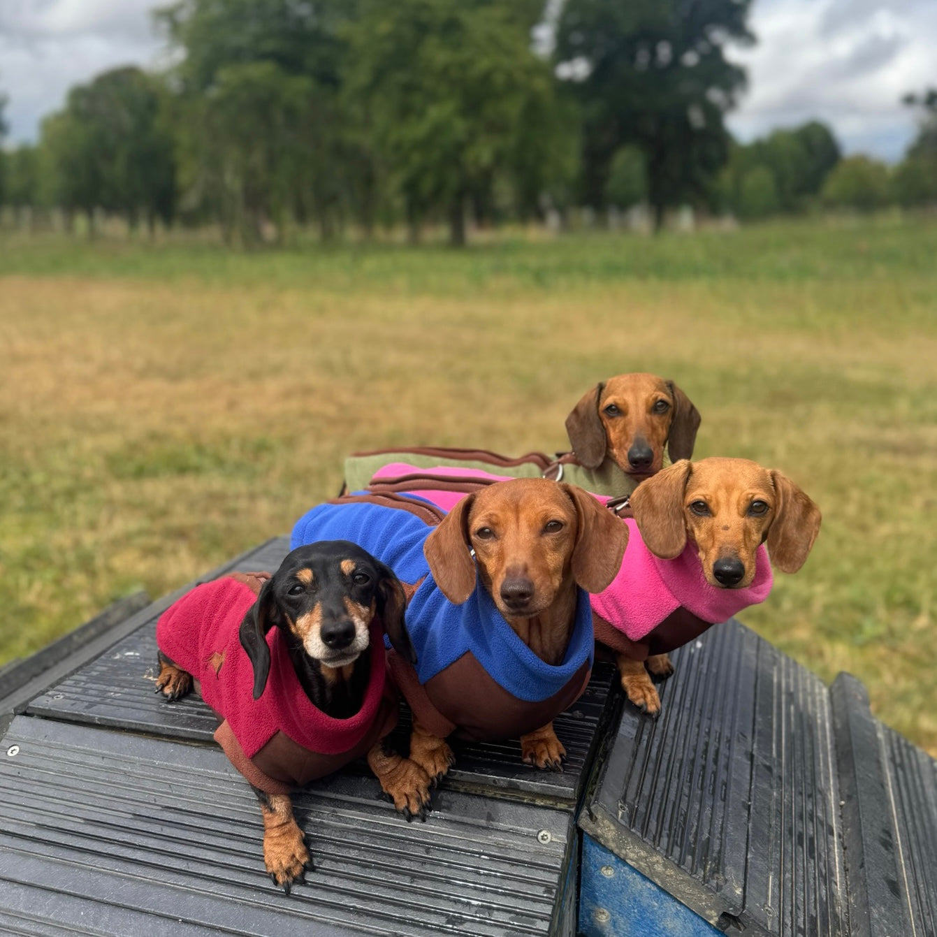 Coco Flamingo Waterproof Dachshund Harness Fleece | DoxieDri Step-In Jumper