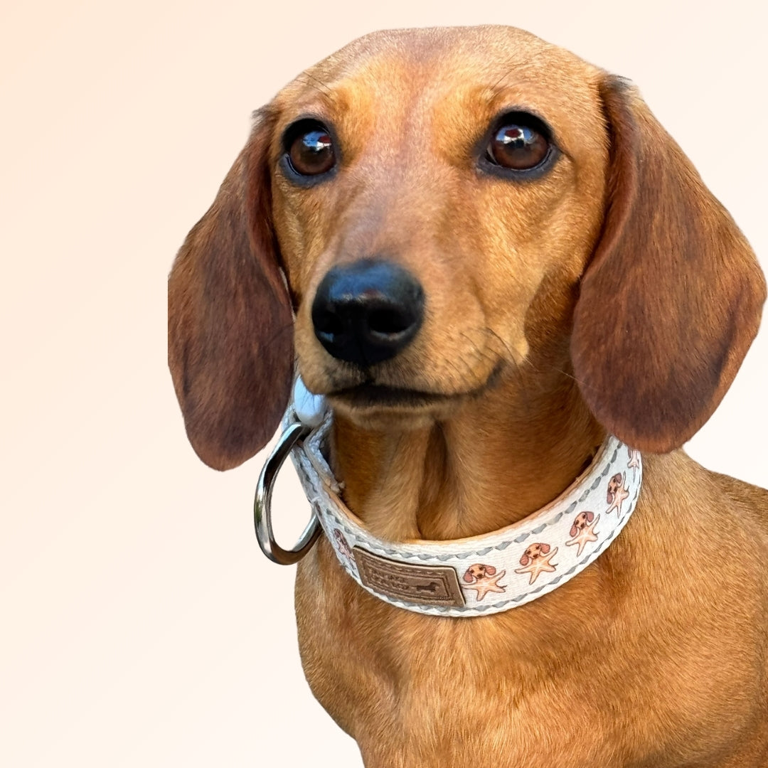 Ahoy Star Sausage Collar