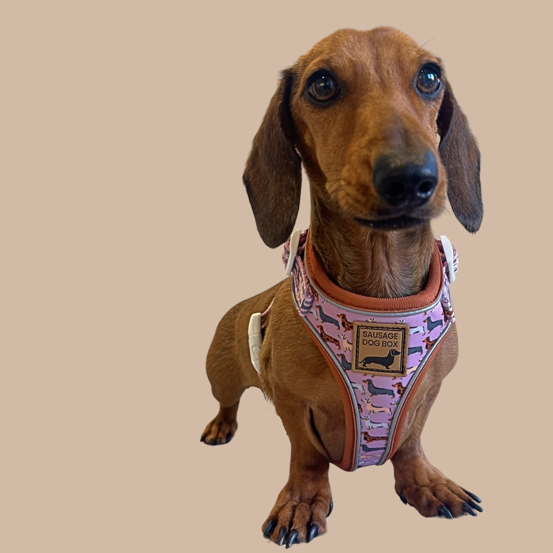 Pink Sophisticated Sausage Dachshund Anti-Rub Harness