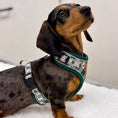 Load image into Gallery viewer, Pink Rosewood Argyle Dachshund Dog Harness
