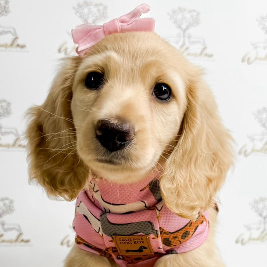 Pink Sophisticated Sausage Dachshund Dog Cooling Vest | DoxieCool
