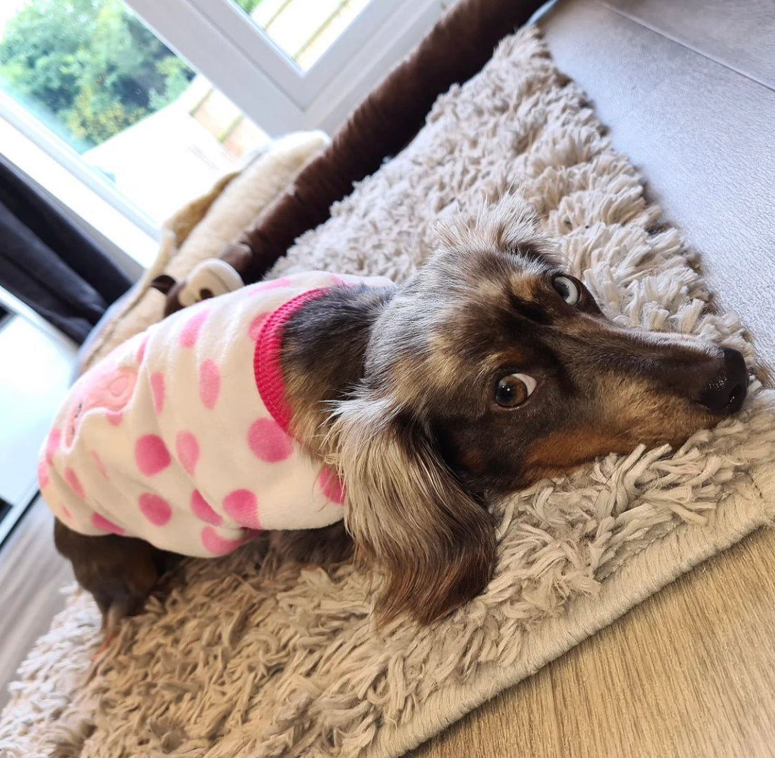 Pink Bunny Hop - Sausage Dog Box Dachshund PJ's/Jumper