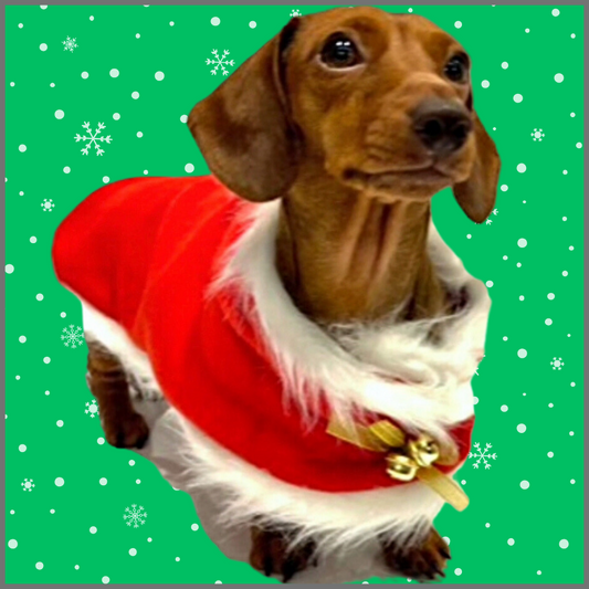 Sausage Dog Box Dachshund Christmas Santa Cape Outfit With Bells