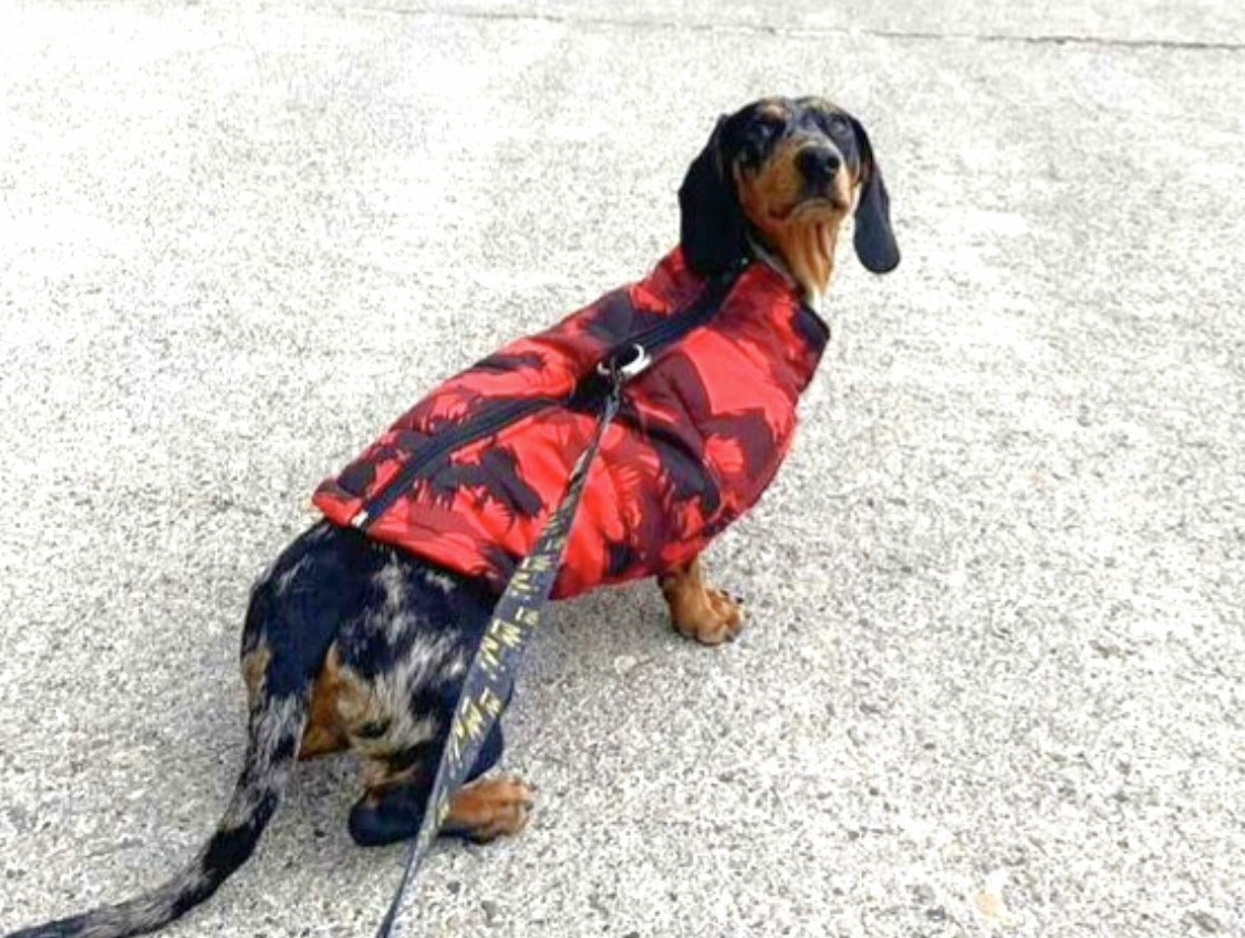 Sausage Dog Box Waterproof Step In Puffer Coat - Red