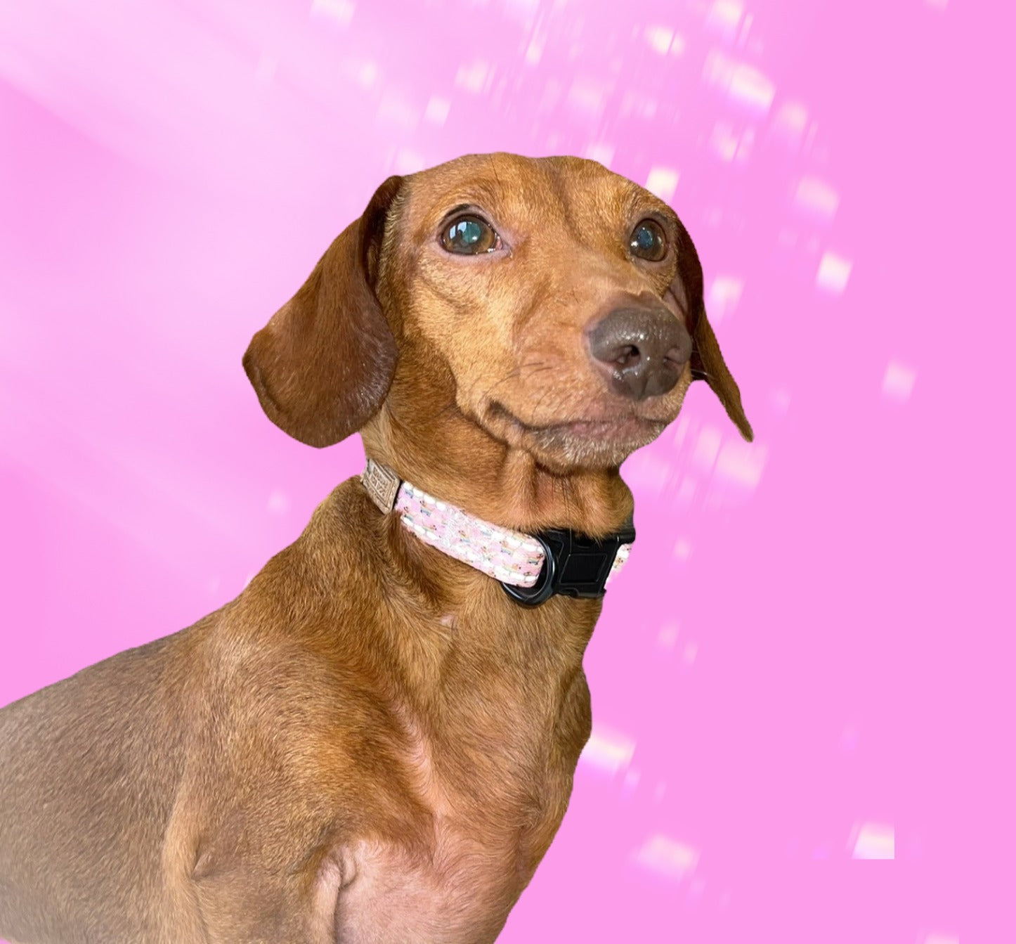 Adjustable Collar - Chasing Rainbows