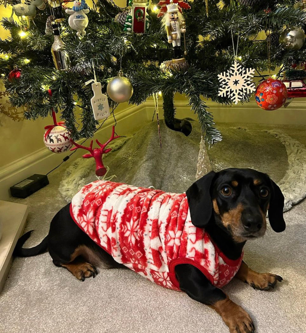 Red Oh Deer - Sausage Dog Box Dachshund PJ's/Jumper