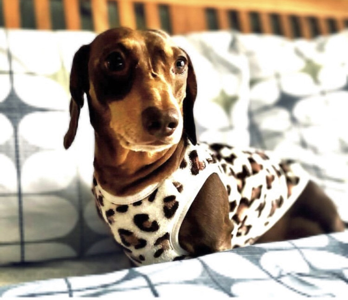 Sausage Dog Box, Dachshund Leopard Cute Cosy Dachshund PJ's Jumper