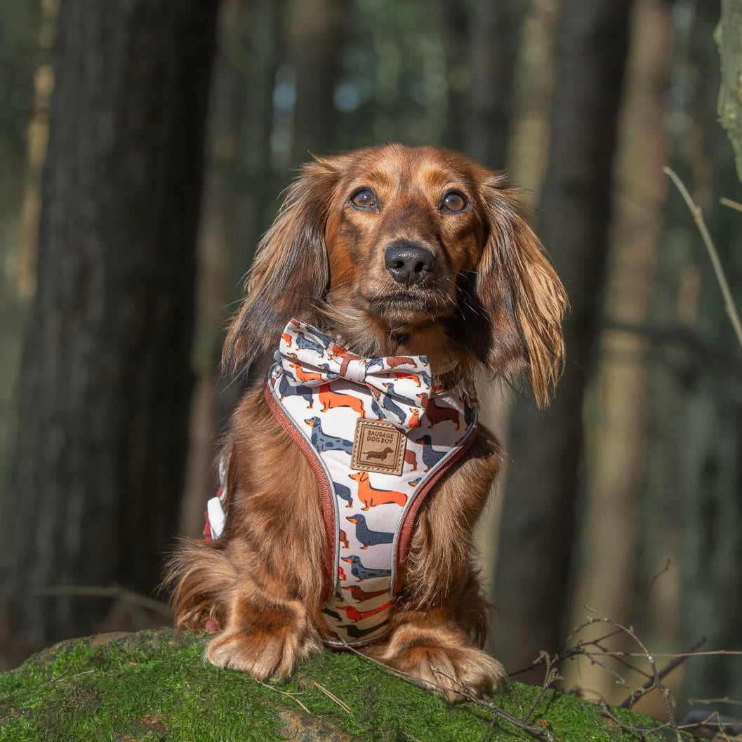 Beige Sophisticated Sausage Dachshund Anti-Rub Dog Harness