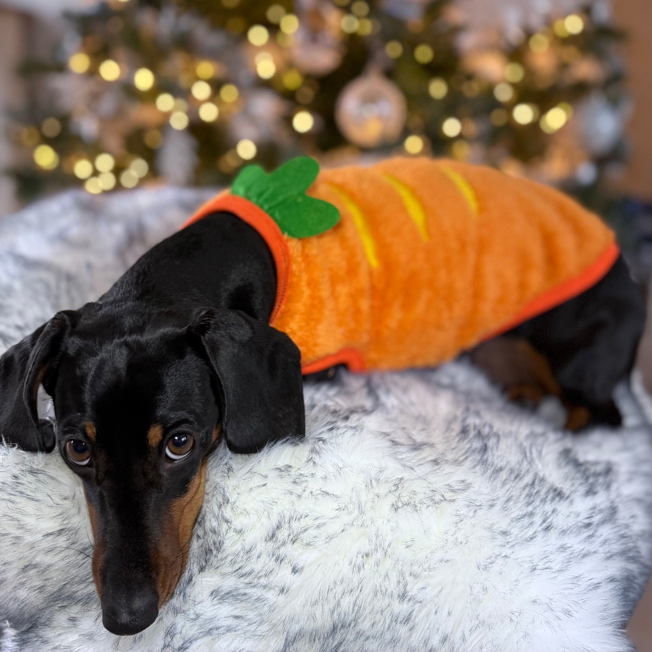 ‘The Carrot’ Dachshund Jumper PJ's | Sausage Dog Box