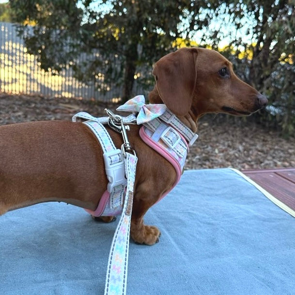 Daisy Balloon Dog Dachshund Anti-Rub Harness