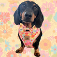 Load image into Gallery viewer, It's All Groovy Anti-Rub Dachshund Harness
