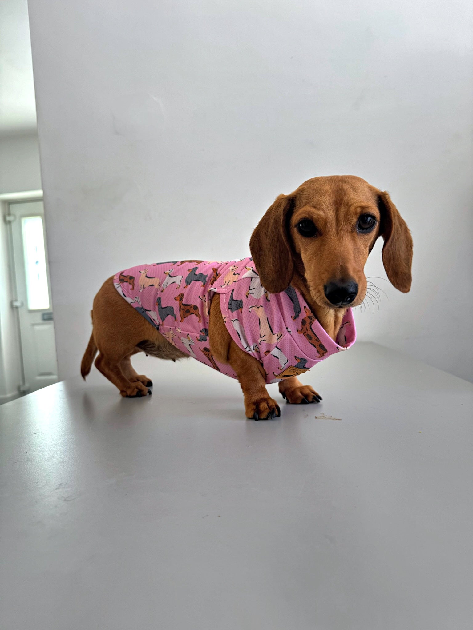 Pink Sophisticated Sausage Dachshund Dog Cooling Vest | DoxieCool