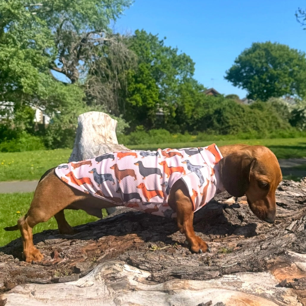 Beige Sausage Dog DoxieCool Dachshund Cooling Tee +30 Sun Protection Dog Vest