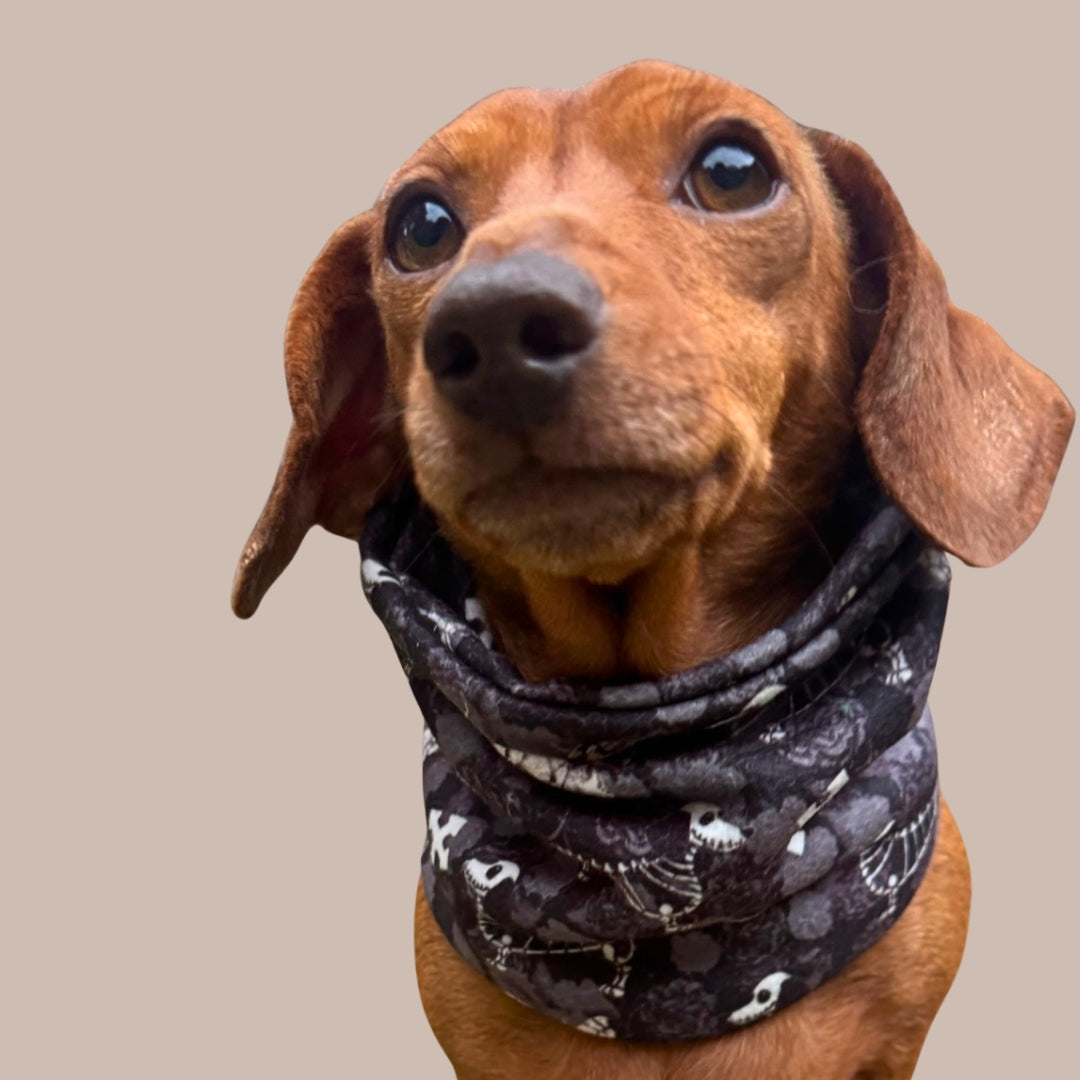 Black Twilight Doxie Dachshund Dog Snood