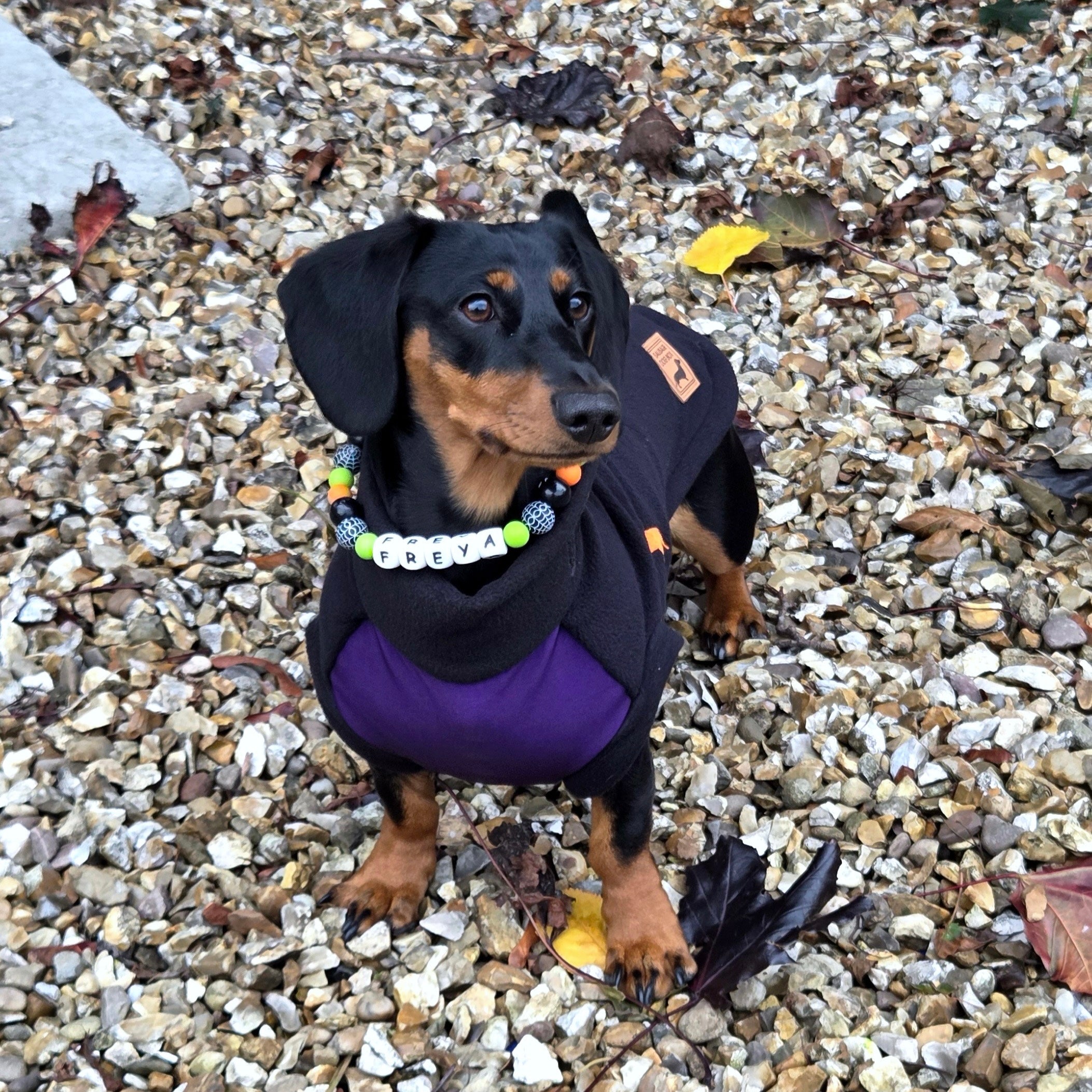 Spiced Twilight Waterproof Dachshund Harness Fleece | Sausage Dog Box DoxieDri