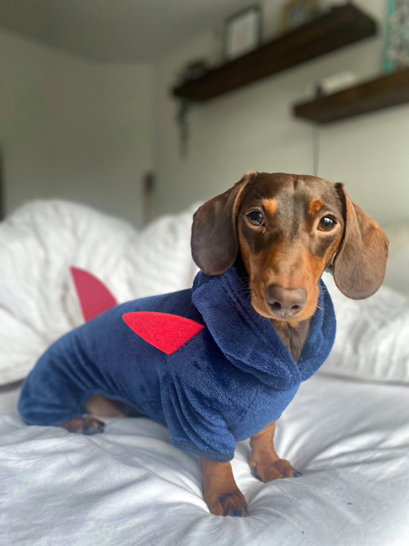 Sausage Dog Box Dachshund Shark Outfit