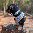 Load image into Gallery viewer, Dachshund Wonderland Adjustable Dachshund Collar - Sausage Dog Box
