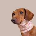 Load image into Gallery viewer, Chestnut Plaid Argyle Dachshund Dog Snood
