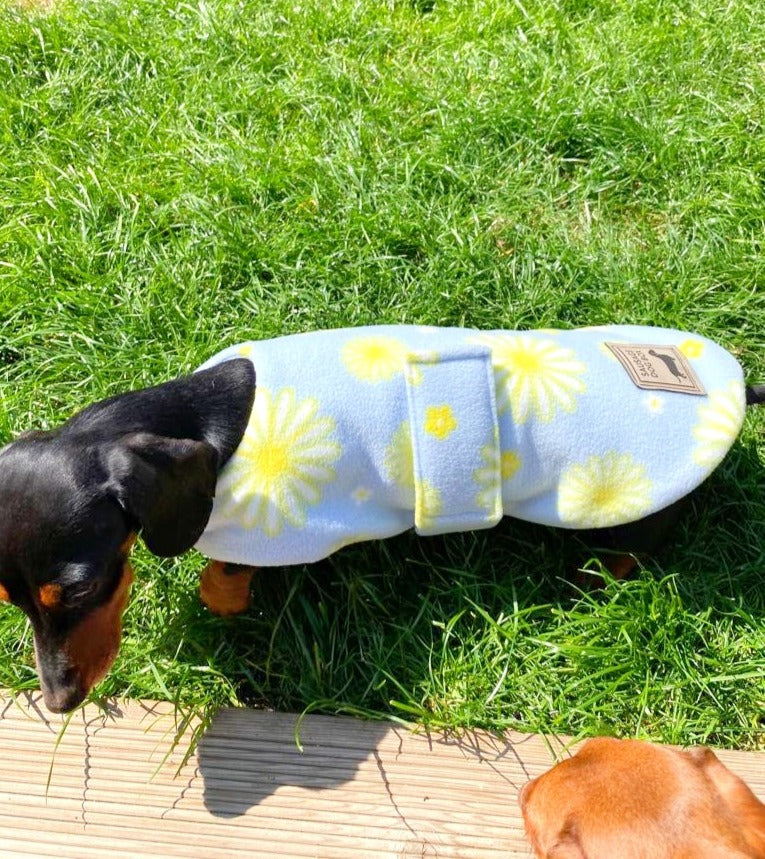 Sausage Dog Box Dachshund Designer Daisy Jacket Coat