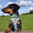 Load image into Gallery viewer, Blue Highland Argyle Dachshund Dog Snood
