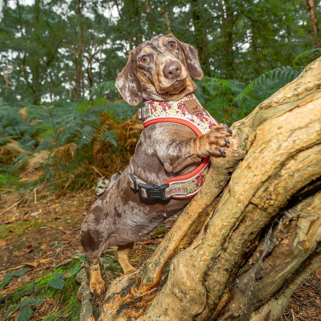 Shroom Dog Anti-Rub Sausage Dog Harness