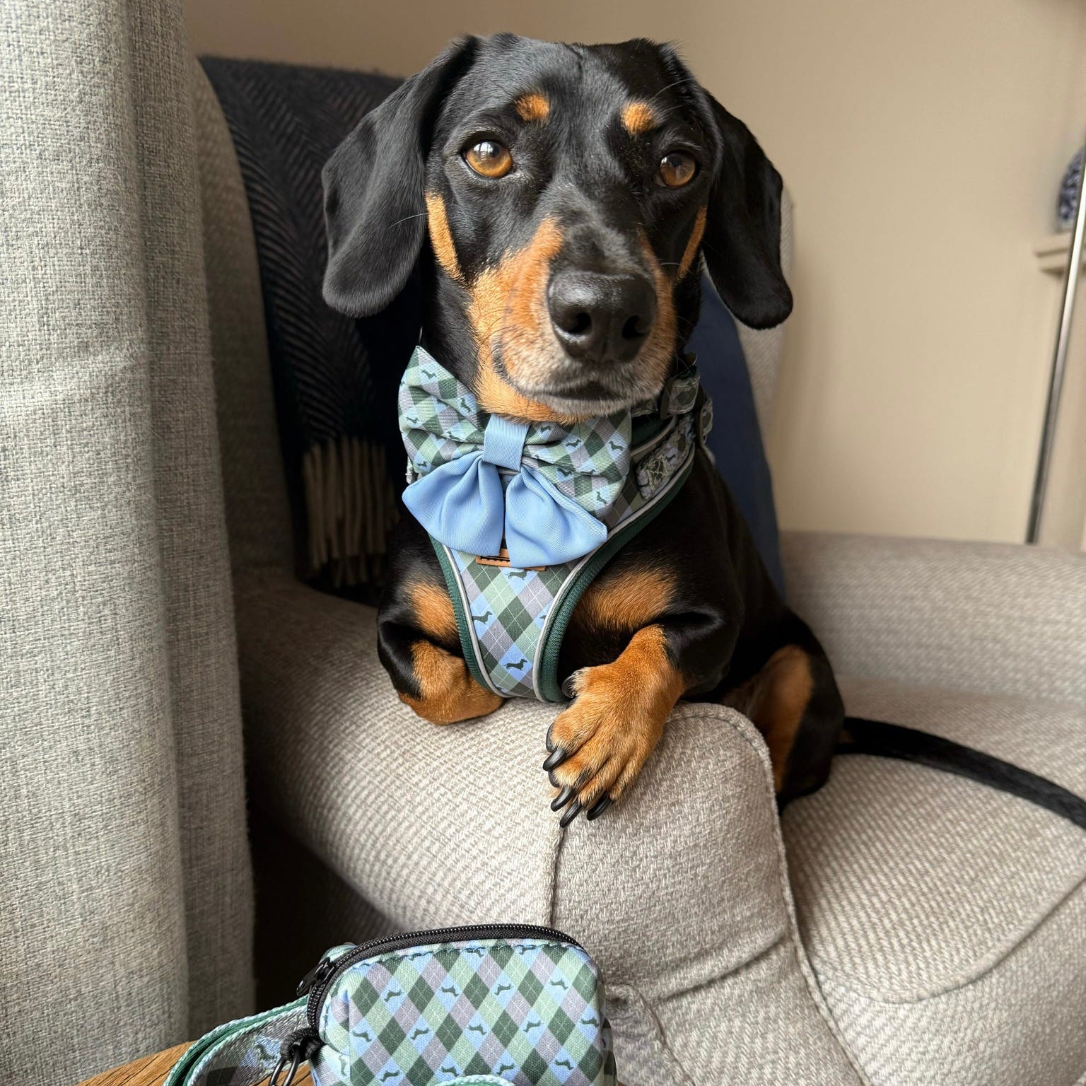 Blue Highland Argyle Dachshund Dog Harness