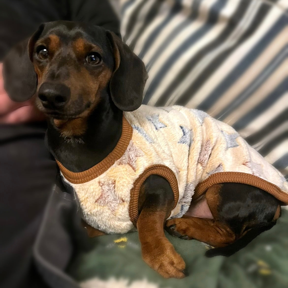 Beige Twinkle Twinkle - Sausage Dog Box Dachshund PJ's/Jumper