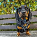 Load image into Gallery viewer, Twilight Doxie Sausage Dog Anti-Rub Harness
