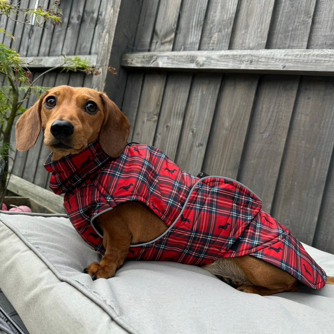 Sausage Dog Box Perfect Fit Dachshund Coat - Tart’n Up