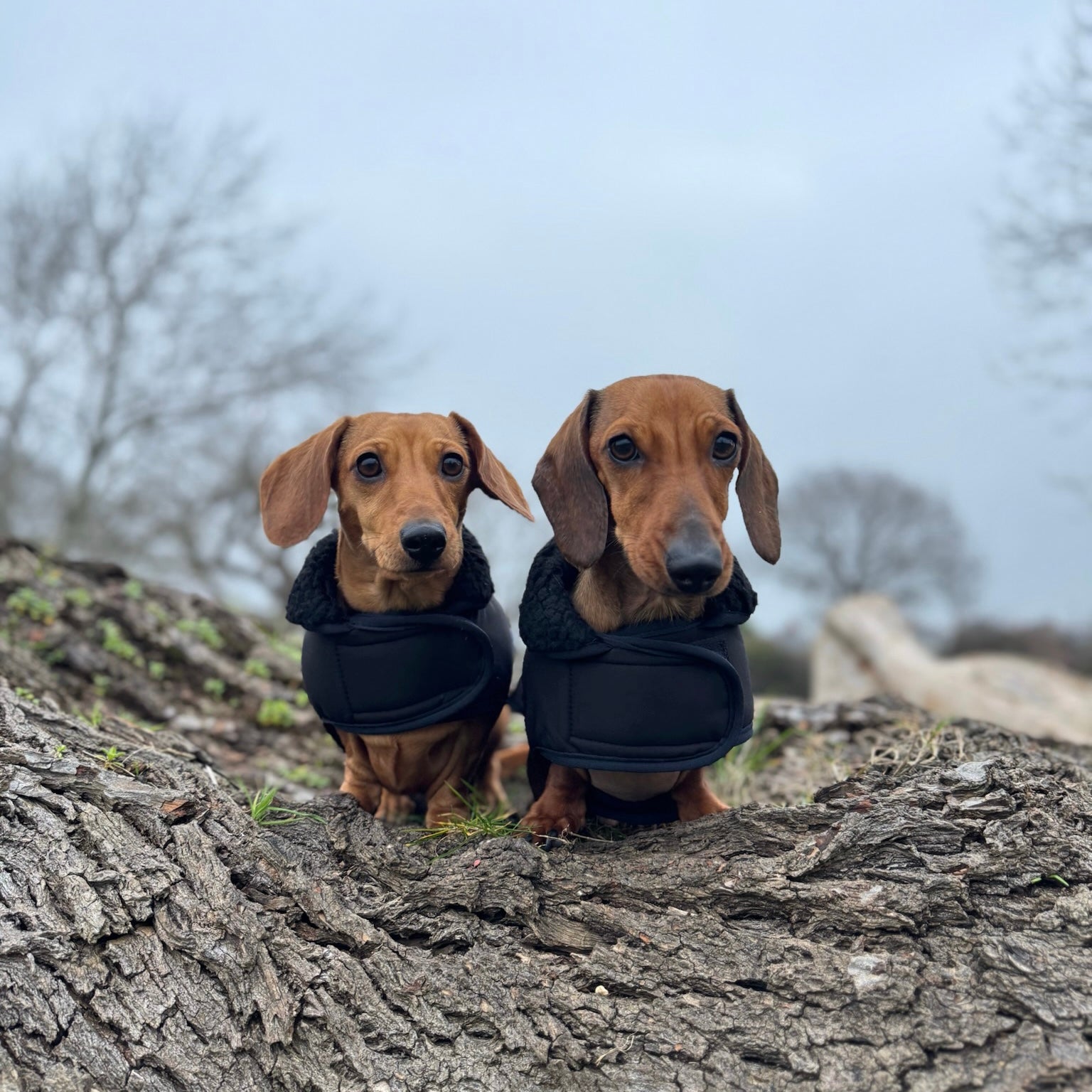 Black Cougar Sherpa Lined Dachshund Dog Coat / Parker Jacket For Sausage Dogs