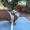 Load image into Gallery viewer, Daisy Balloon Dog Dachshund Bow Tie
