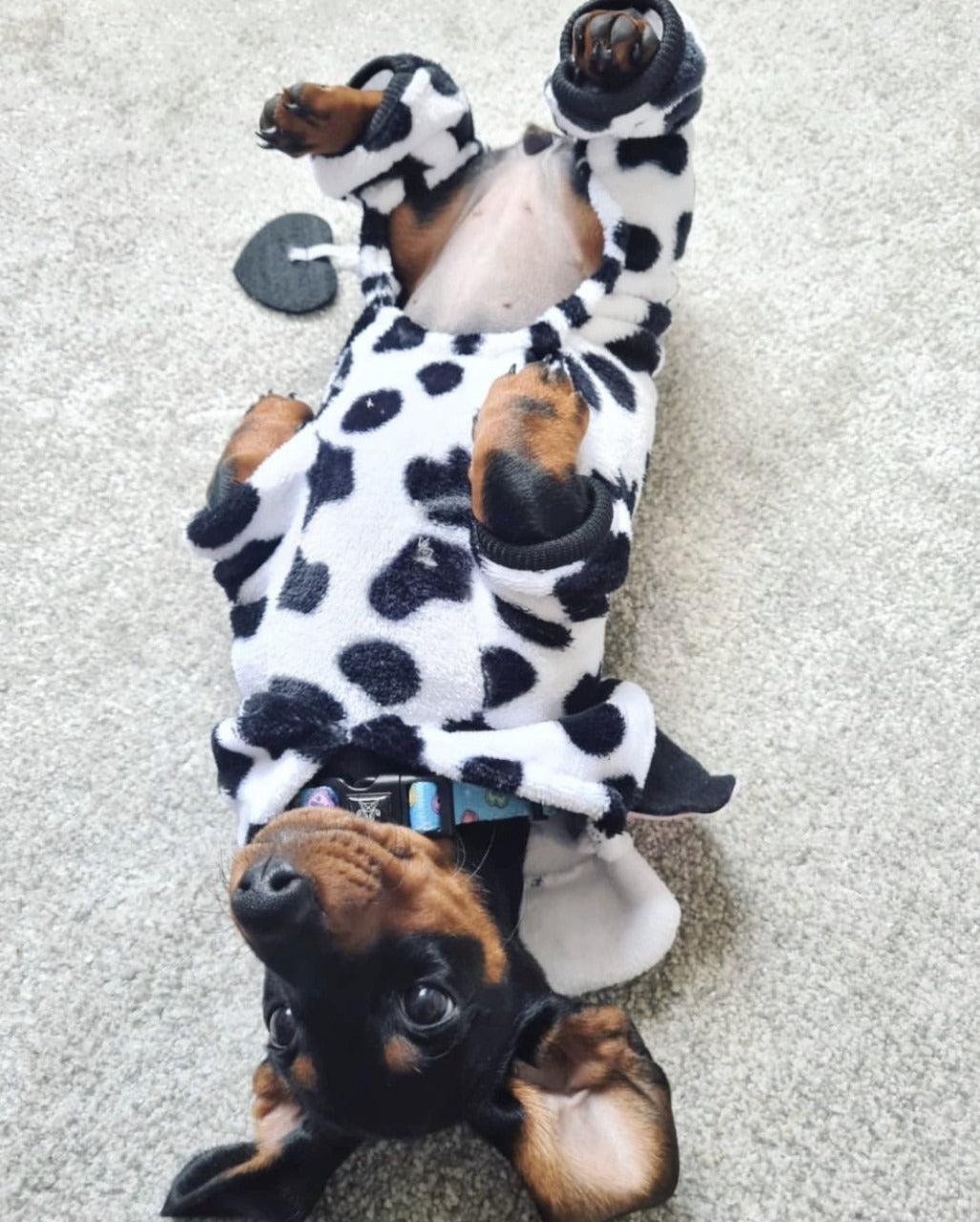 CLEARANCE - Sausage Dog Box, Dachshund Cute Cow Outfit