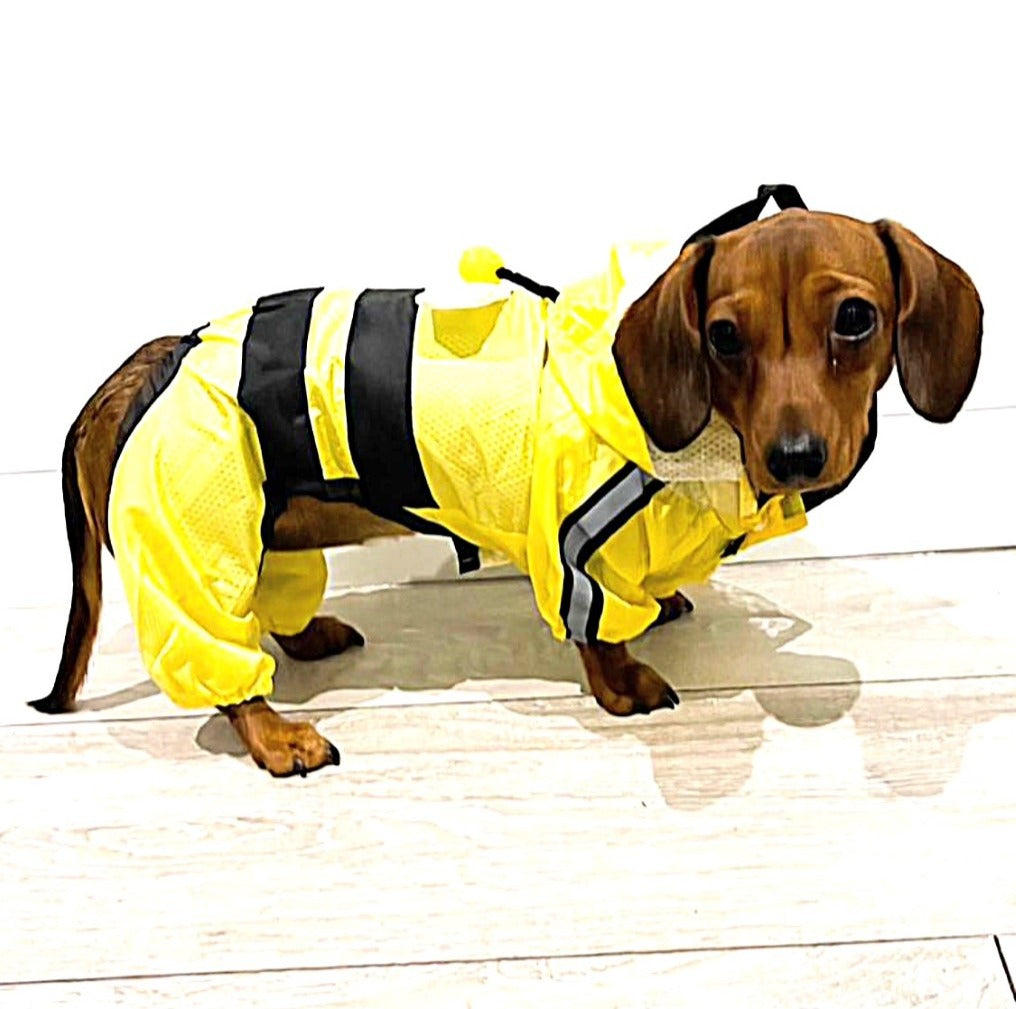 CLEARANCE - Sausage Dog Box Bumblebee Raincoat