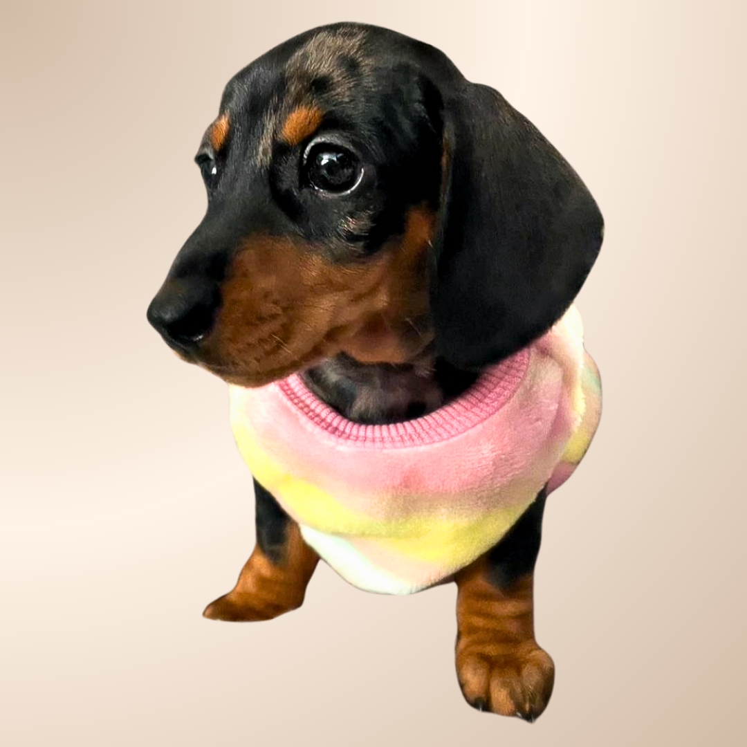 Pink & Yellow ‘Flutter By Heart’ Sausage Dog Box Puppy Pj Jumper