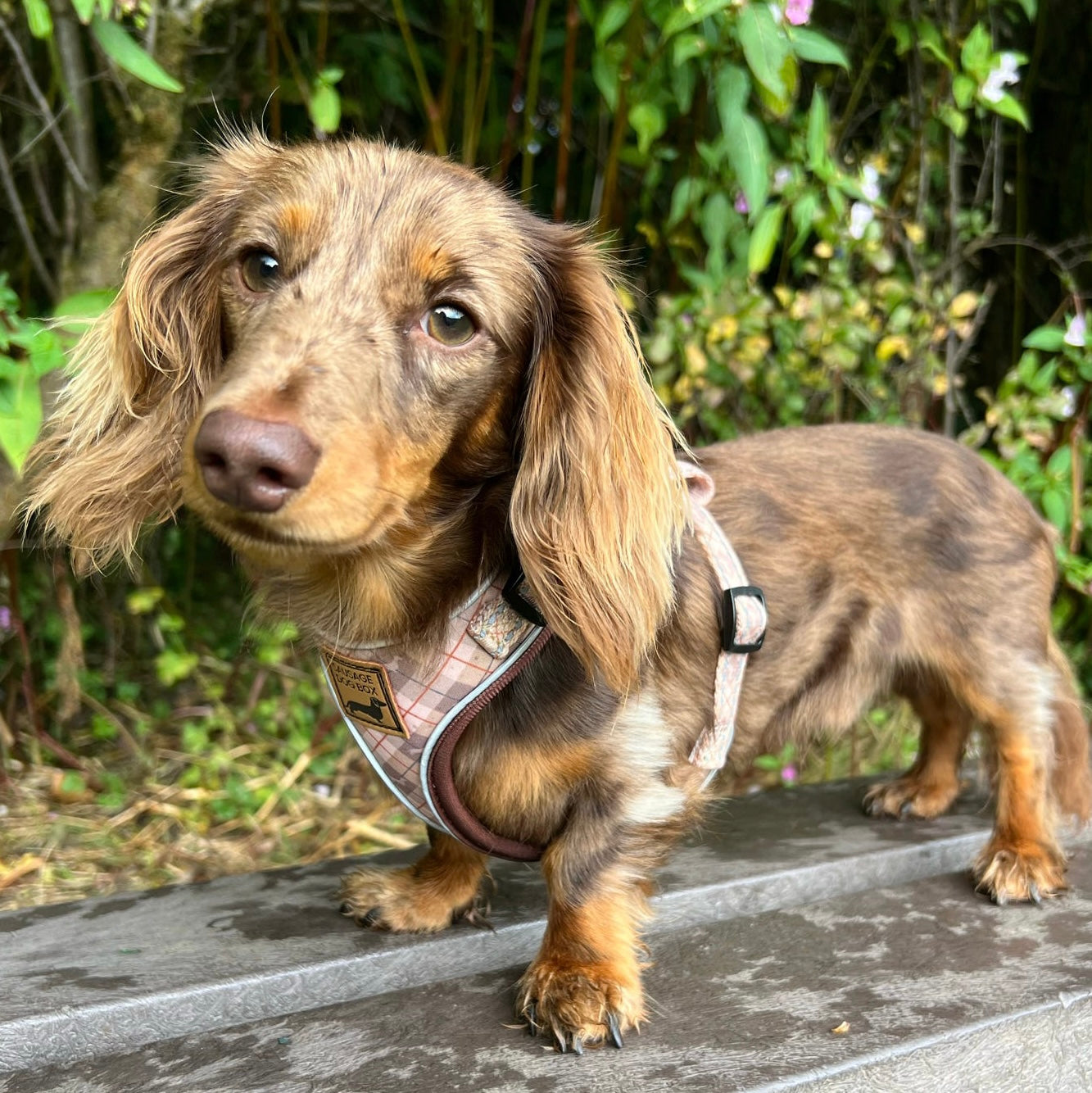 Chestnut Plaid DoxieLite Adjustable Dachshund Harness