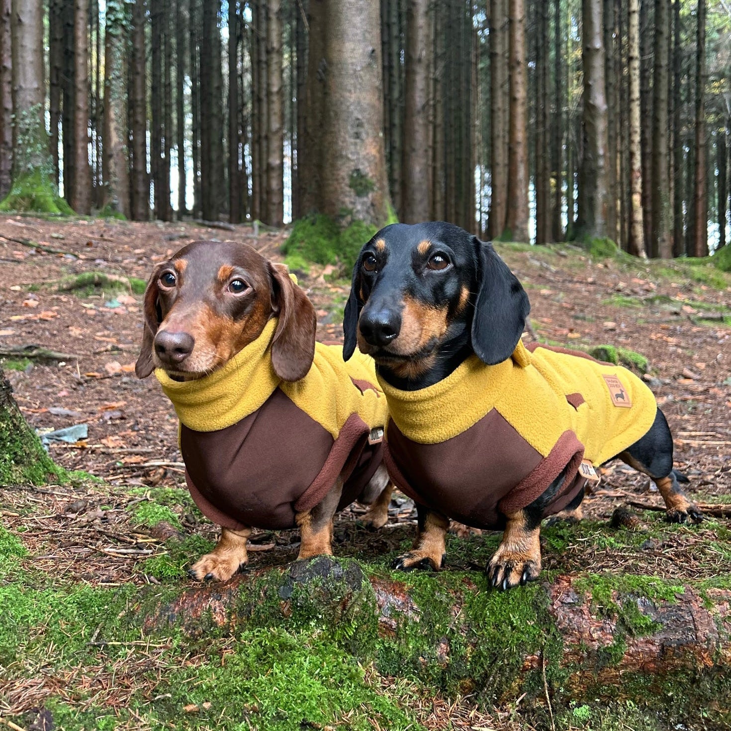 Golden Acorn Waterproof Dachshund Harness Fleece | Sausage Dog Box DoxieDri
