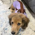 Load image into Gallery viewer, Lavender Fields Waterproof Dachshund Harness Fleece | Sausage Dog Box DoxieDri
