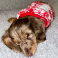 Load image into Gallery viewer, Red ‘Oh Deer’ Sausage Dog Box Puppy Pj Jumper
